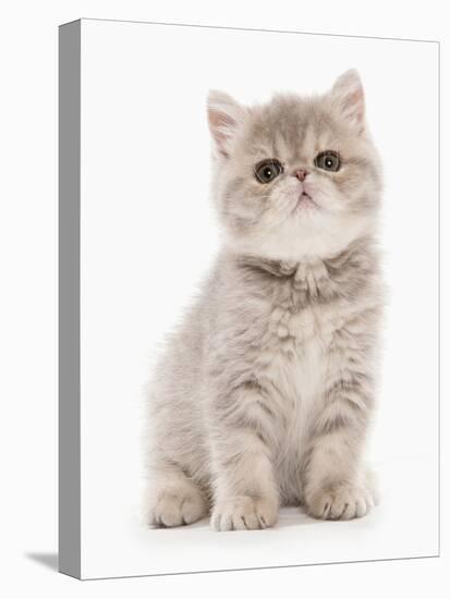 Domestic Cat, Exotic Shorthair, kitten, sitting-Chris Brignell-Stretched Canvas