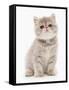 Domestic Cat, Exotic Shorthair, kitten, sitting-Chris Brignell-Framed Stretched Canvas