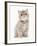 Domestic Cat, Exotic Shorthair, kitten, sitting-Chris Brignell-Framed Photographic Print