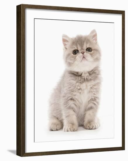 Domestic Cat, Exotic Shorthair, kitten, sitting-Chris Brignell-Framed Photographic Print