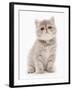 Domestic Cat, Exotic Shorthair, kitten, sitting-Chris Brignell-Framed Photographic Print