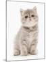 Domestic Cat, Exotic Shorthair, kitten, sitting-Chris Brignell-Mounted Photographic Print