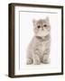 Domestic Cat, Exotic Shorthair, kitten, sitting-Chris Brignell-Framed Photographic Print