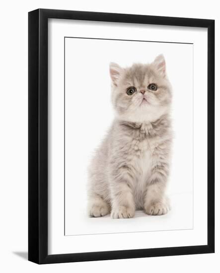 Domestic Cat, Exotic Shorthair, kitten, sitting-Chris Brignell-Framed Photographic Print