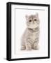 Domestic Cat, Exotic Shorthair, kitten, sitting-Chris Brignell-Framed Photographic Print