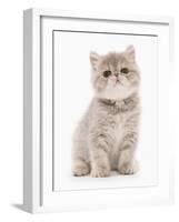 Domestic Cat, Exotic Shorthair, kitten, sitting-Chris Brignell-Framed Photographic Print