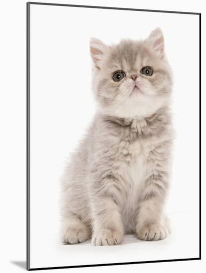 Domestic Cat, Exotic Shorthair, kitten, sitting-Chris Brignell-Mounted Photographic Print
