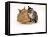 Domestic Cat Father, Red Male with His Agouti Tabby Male Kitten-Jane Burton-Framed Stretched Canvas