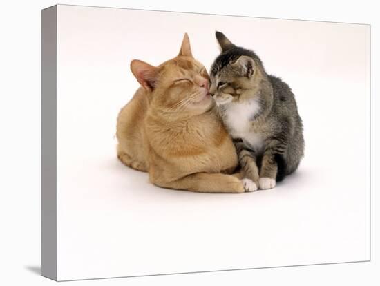 Domestic Cat Father, Red Male with His Agouti Tabby Male Kitten-Jane Burton-Stretched Canvas