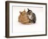 Domestic Cat Father, Red Male with His Agouti Tabby Male Kitten-Jane Burton-Framed Photographic Print