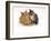 Domestic Cat Father, Red Male with His Agouti Tabby Male Kitten-Jane Burton-Framed Photographic Print