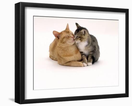 Domestic Cat Father, Red Male with His Agouti Tabby Male Kitten-Jane Burton-Framed Photographic Print