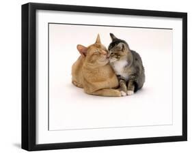 Domestic Cat Father, Red Male with His Agouti Tabby Male Kitten-Jane Burton-Framed Photographic Print