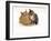 Domestic Cat Father, Red Male with His Agouti Tabby Male Kitten-Jane Burton-Framed Photographic Print