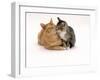 Domestic Cat Father, Red Male with His Agouti Tabby Male Kitten-Jane Burton-Framed Photographic Print