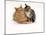 Domestic Cat Father, Red Male with His Agouti Tabby Male Kitten-Jane Burton-Mounted Photographic Print