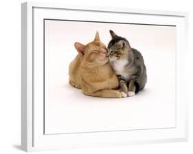 Domestic Cat Father, Red Male with His Agouti Tabby Male Kitten-Jane Burton-Framed Photographic Print