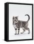 Domestic Cat (Felis Catus) 12-Week-Old Kitten-Jane Burton-Framed Stretched Canvas