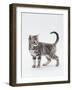 Domestic Cat (Felis Catus) 12-Week-Old Kitten-Jane Burton-Framed Photographic Print