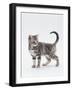 Domestic Cat (Felis Catus) 12-Week-Old Kitten-Jane Burton-Framed Photographic Print