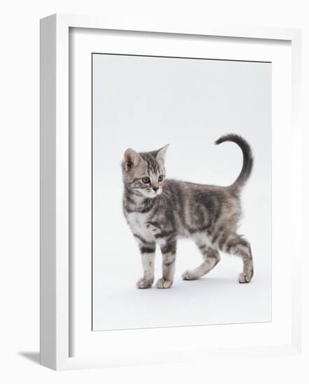 Domestic Cat (Felis Catus) 12-Week-Old Kitten-Jane Burton-Framed Photographic Print