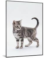 Domestic Cat (Felis Catus) 12-Week-Old Kitten-Jane Burton-Mounted Photographic Print