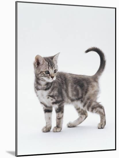 Domestic Cat (Felis Catus) 12-Week-Old Kitten-Jane Burton-Mounted Photographic Print