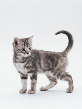 12 week clearance old kitten care