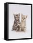 Domestic Cat (Felis Catus) 8-Week-Old Kittens-Jane Burton-Framed Stretched Canvas