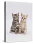 Domestic Cat (Felis Catus) 8-Week-Old Kittens-Jane Burton-Stretched Canvas