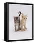 Domestic Cat (Felis Catus) 8-Week-Old Kittens-Jane Burton-Framed Stretched Canvas