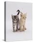 Domestic Cat (Felis Catus) 8-Week-Old Kittens-Jane Burton-Stretched Canvas