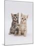 Domestic Cat (Felis Catus) 8-Week-Old Kittens-Jane Burton-Mounted Photographic Print