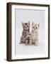 Domestic Cat (Felis Catus) 8-Week-Old Kittens-Jane Burton-Framed Photographic Print