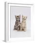 Domestic Cat (Felis Catus) 8-Week-Old Kittens-Jane Burton-Framed Photographic Print