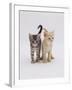 Domestic Cat (Felis Catus) 8-Week-Old Kittens-Jane Burton-Framed Photographic Print