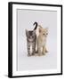 Domestic Cat (Felis Catus) 8-Week-Old Kittens-Jane Burton-Framed Photographic Print