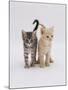 Domestic Cat (Felis Catus) 8-Week-Old Kittens-Jane Burton-Mounted Photographic Print