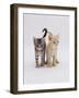 Domestic Cat (Felis Catus) 8-Week-Old Kittens-Jane Burton-Framed Photographic Print