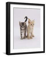 Domestic Cat (Felis Catus) 8-Week-Old Kittens-Jane Burton-Framed Photographic Print