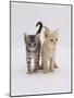 Domestic Cat (Felis Catus) 8-Week-Old Kittens-Jane Burton-Mounted Photographic Print