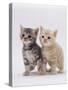 Domestic Cat (Felis Catus) Pair of 4-Week-Old Kittens-Jane Burton-Stretched Canvas