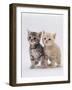 Domestic Cat (Felis Catus) Pair of 4-Week-Old Kittens-Jane Burton-Framed Photographic Print