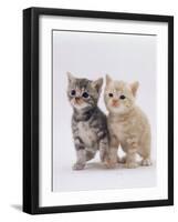Domestic Cat (Felis Catus) Pair of 4-Week-Old Kittens-Jane Burton-Framed Photographic Print