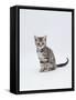 Domestic Cat (Felis Catus) Portrait of 10-Week-Old Kitten Sitting-Jane Burton-Framed Stretched Canvas