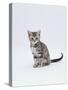 Domestic Cat (Felis Catus) Portrait of 10-Week-Old Kitten Sitting-Jane Burton-Stretched Canvas