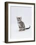 Domestic Cat (Felis Catus) Portrait of 10-Week-Old Kitten Sitting-Jane Burton-Framed Photographic Print