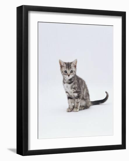 Domestic Cat (Felis Catus) Portrait of 10-Week-Old Kitten Sitting-Jane Burton-Framed Photographic Print