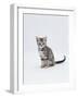 Domestic Cat (Felis Catus) Portrait of 10-Week-Old Kitten Sitting-Jane Burton-Framed Photographic Print