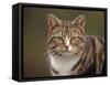 Domestic Cat (Felis Catus), Wester Ross, Scotland-Niall Benvie-Framed Stretched Canvas